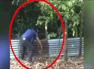  Người đàn ông dùng 1 tay tóm gọn rắn hổ mang chúa dài 4,5 mét